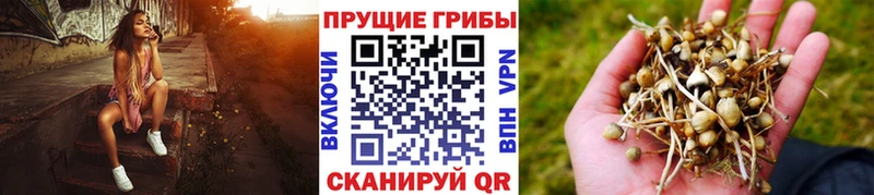 купить наркотики сайты  Сольцы  Псилоцибиновые грибы Magic Shrooms 